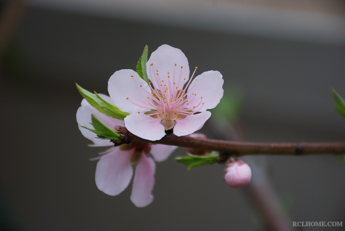 peach flower2.jpg