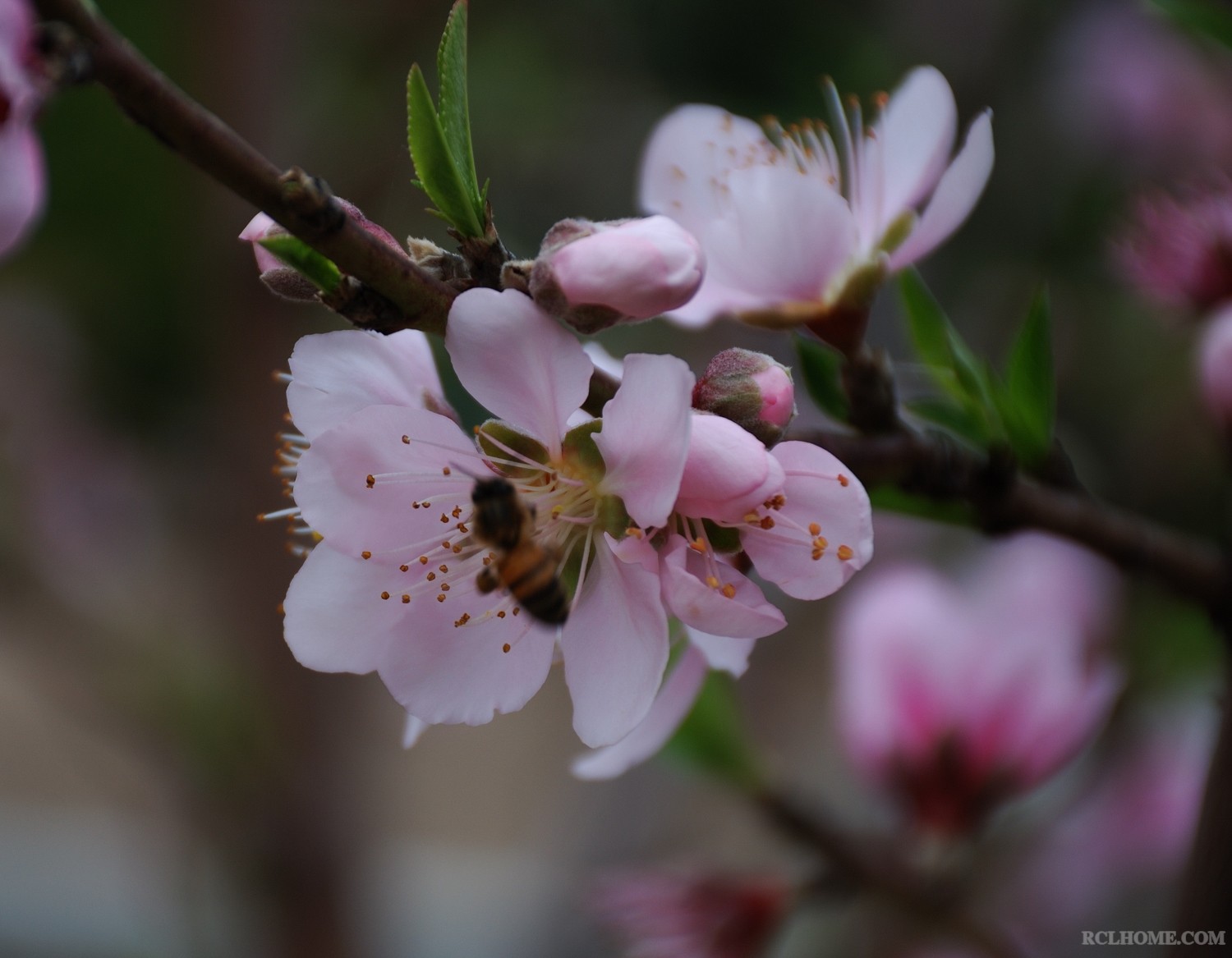 peach flower3.jpg